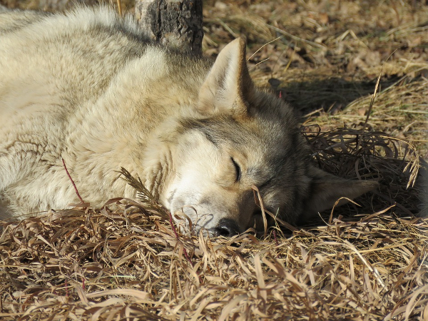  Loki the Wolfdog