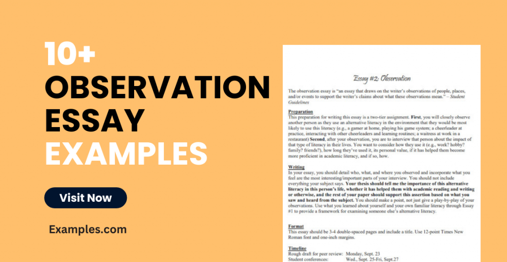 Observation Essay Examples