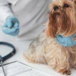 8+ Veterinary Risk Assessment Examples [ Animals, Covid-19, Vaccination ]