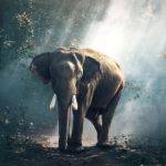 10+ Wildlife Action Plan Examples [ International, State, Animals ]