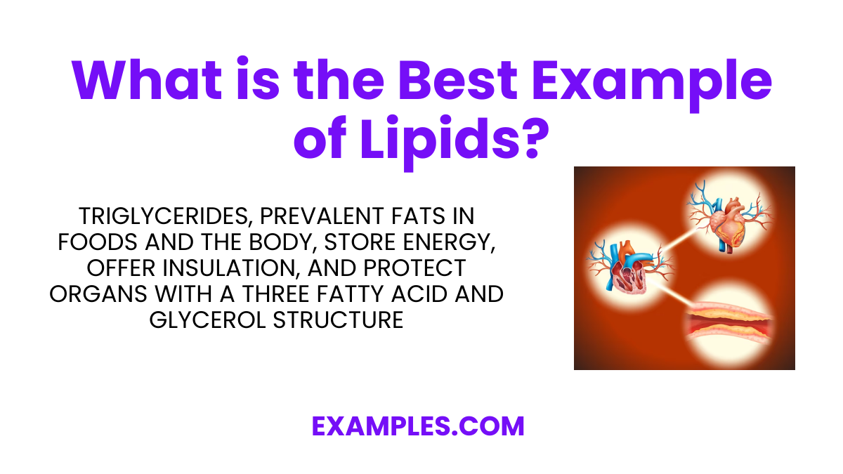 what is the best example of lipids