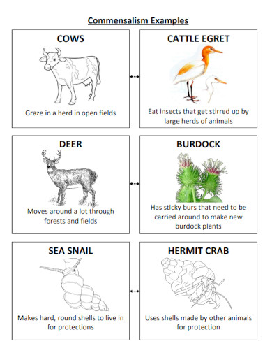 commensalism examples
