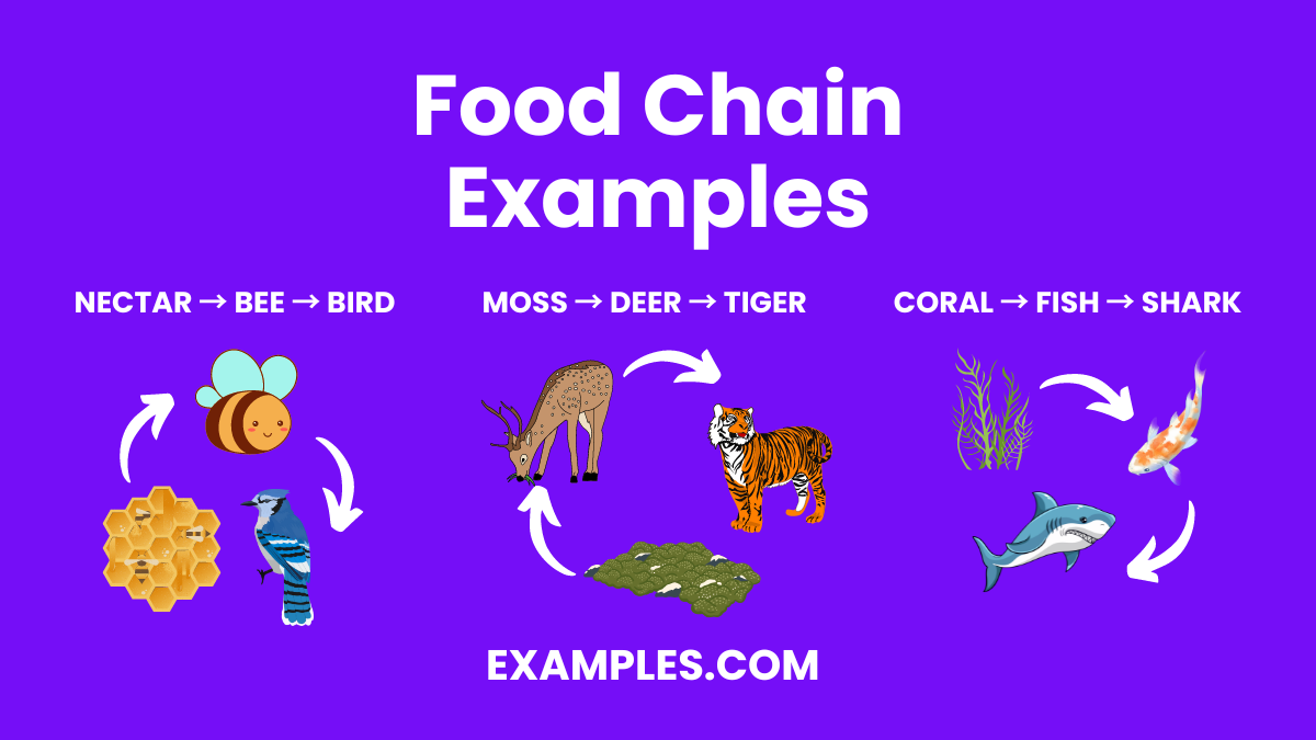 20 food chain examples