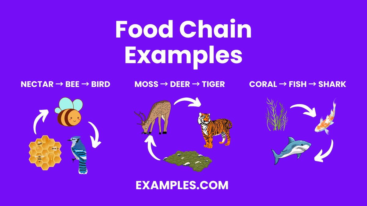 food-chain-20-examples-how-to-illustrate