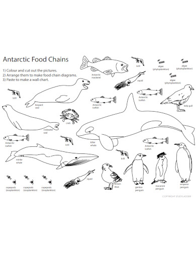 antarctic food chain