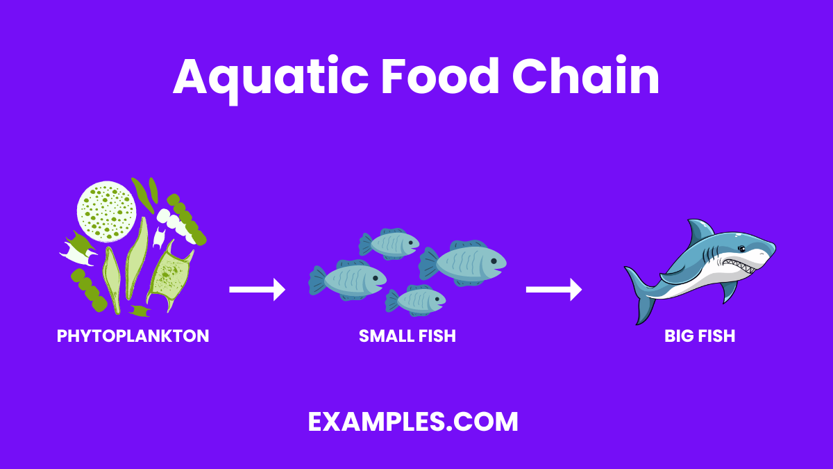 aquatic food chain