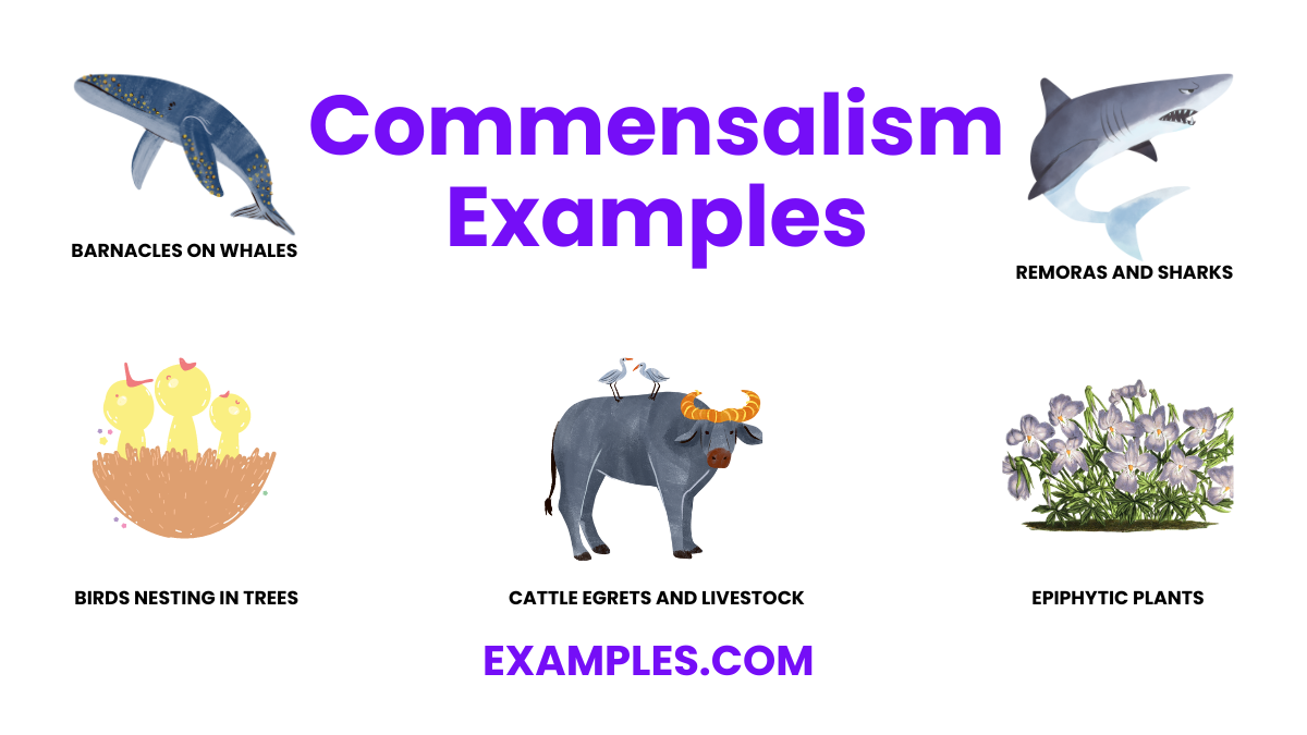 commensalism examples