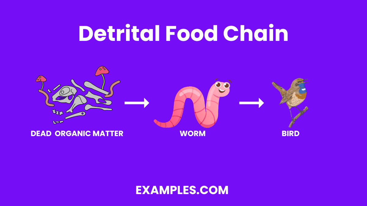 detrital food chain
