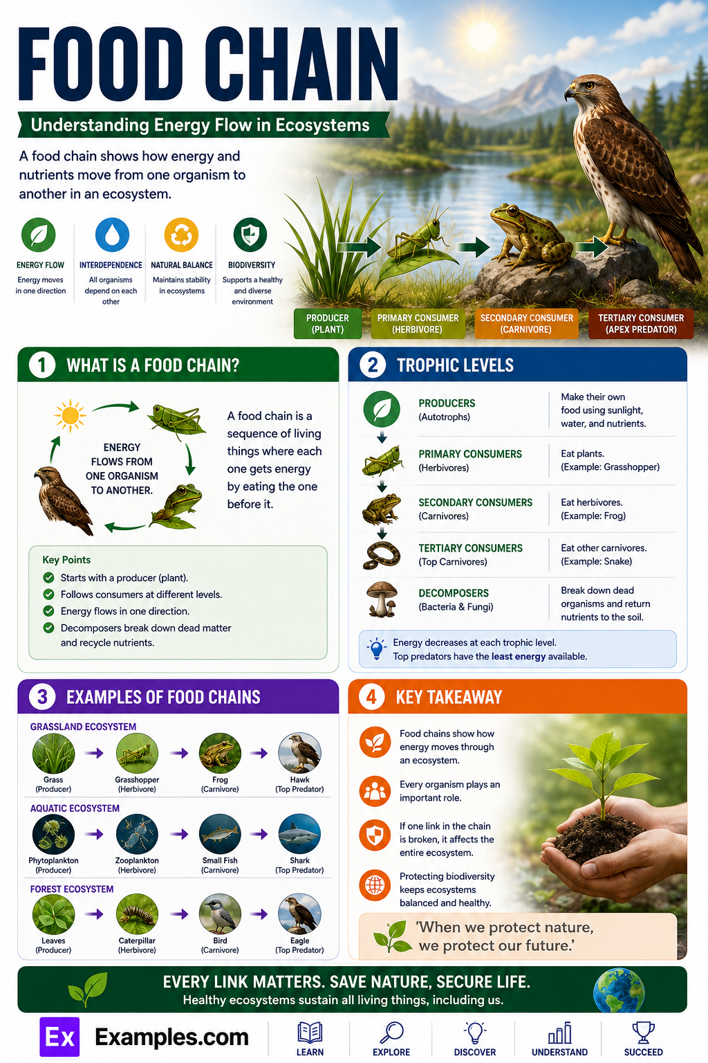20+ Food Chain Examples