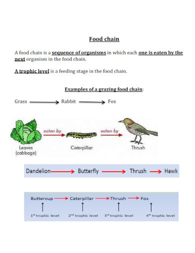 food chain biology