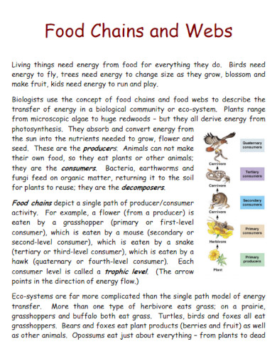 food chain environment