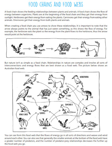 food chain factsheet