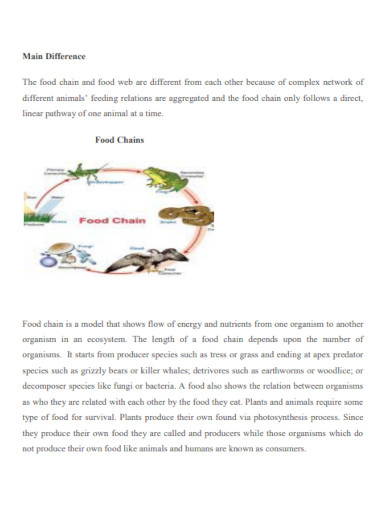 main difference of food chain