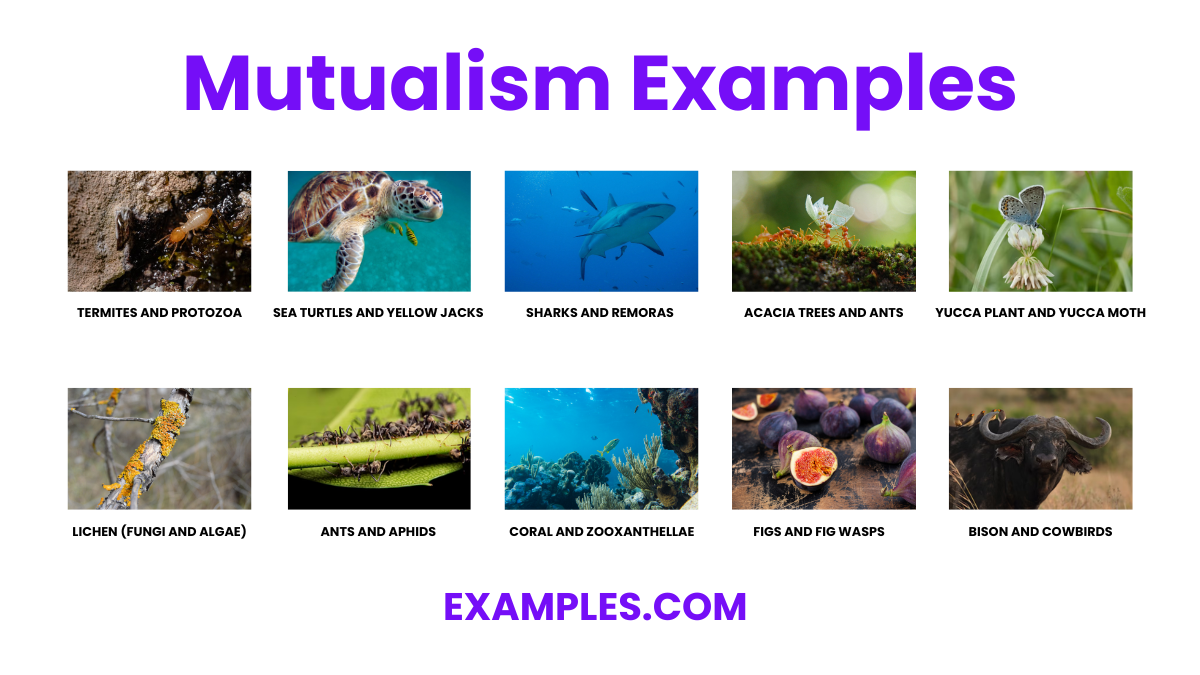 mutualisms examples