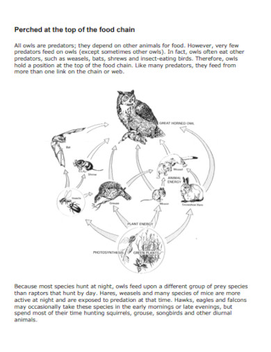 owls and the food chain