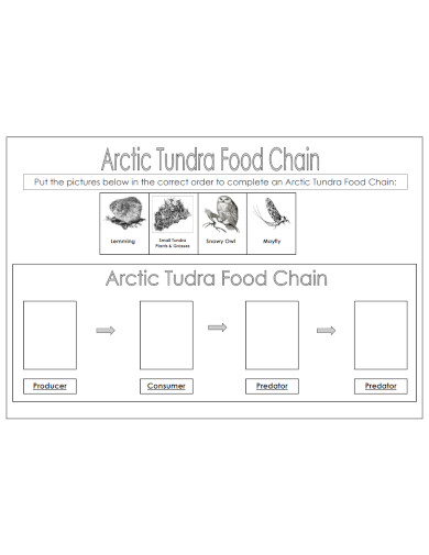 tundra food chain