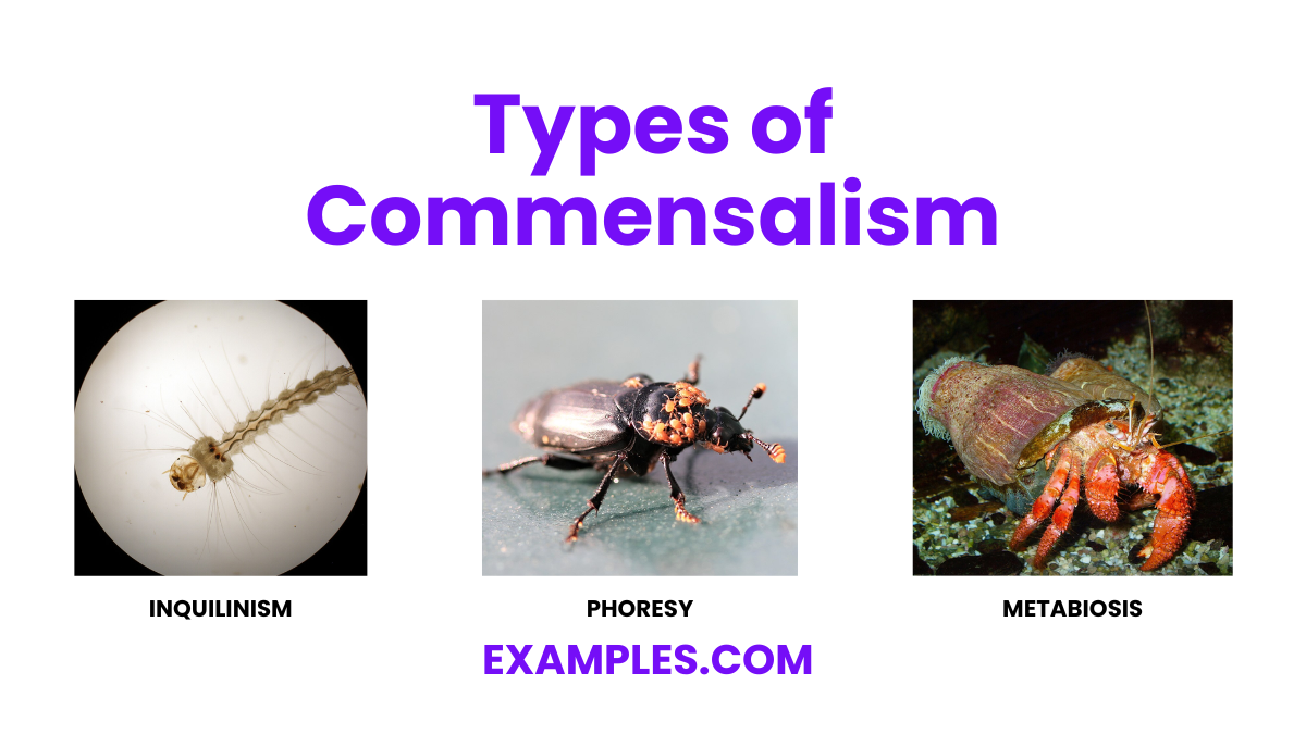 types of commensalism
