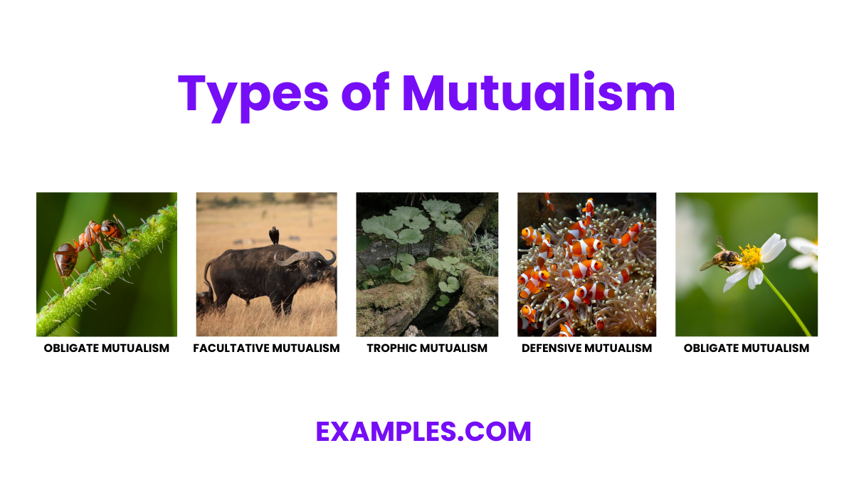 Mutualism 20 Examples Types Benefits Symbol