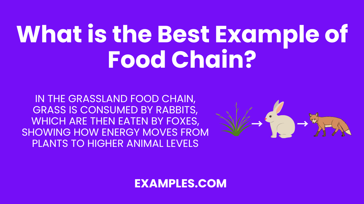 what is the best example of food chain