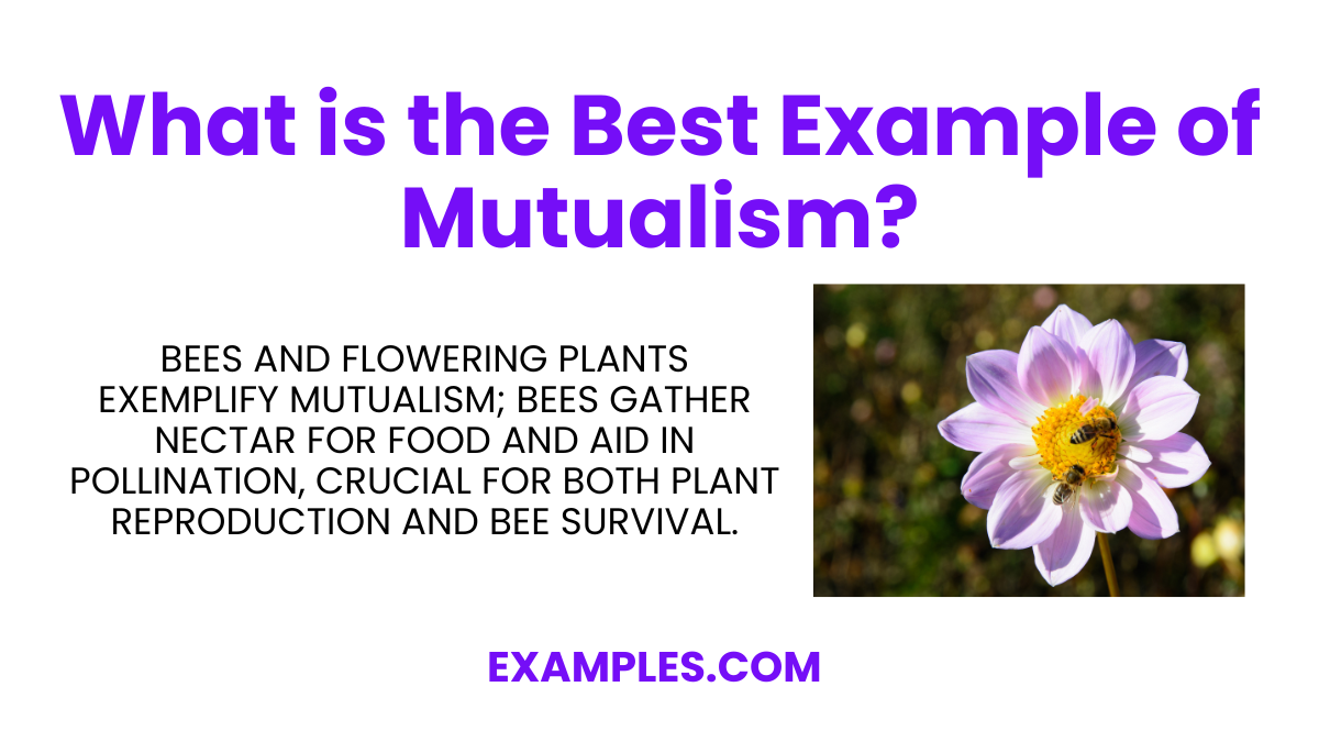 what is the best example of mutualism