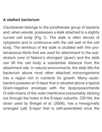 a stalked bacterium