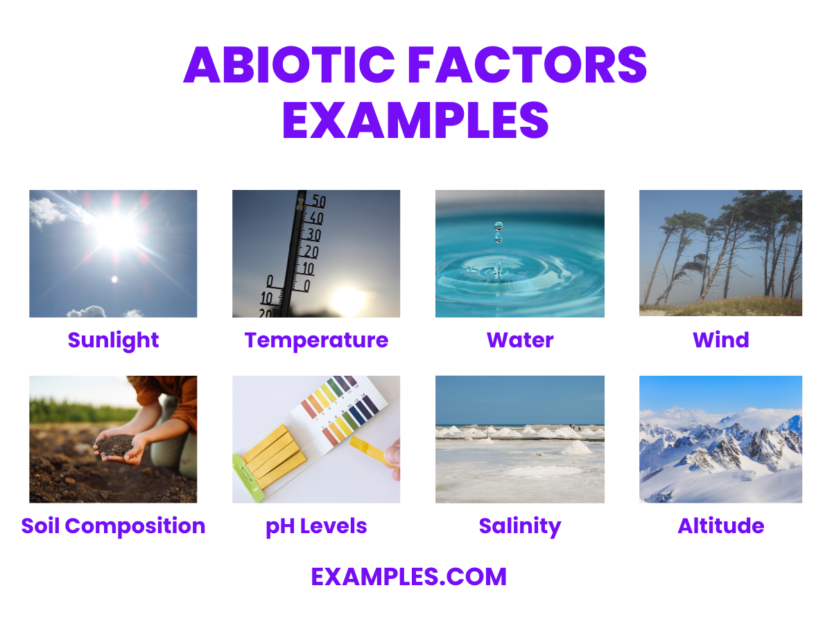 abiotic factors example