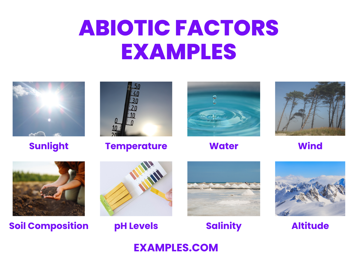 Abiotic Factors Examples Categorization Pdf 0656