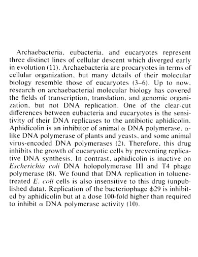 archaebacteria example