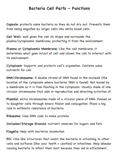 bacteria cells