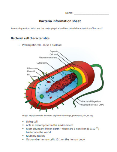 bacteria information sheet