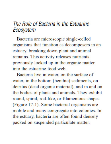 role of bacteria