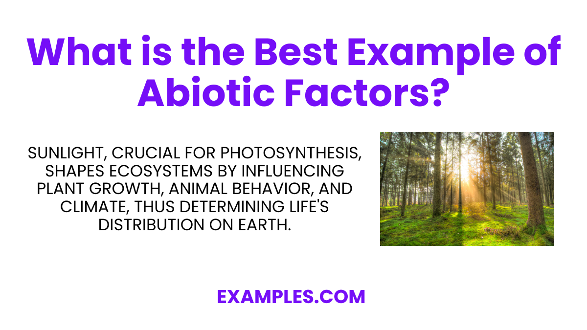 what is the best example of abiotic factors