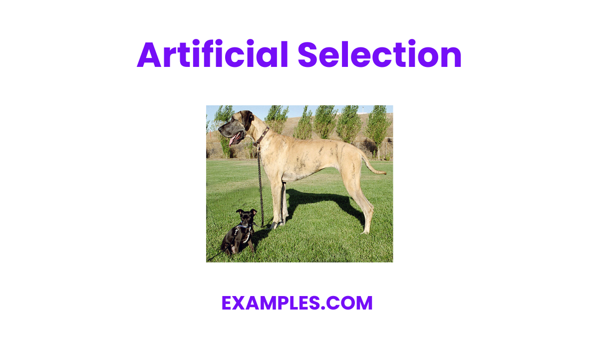 artificial selection
