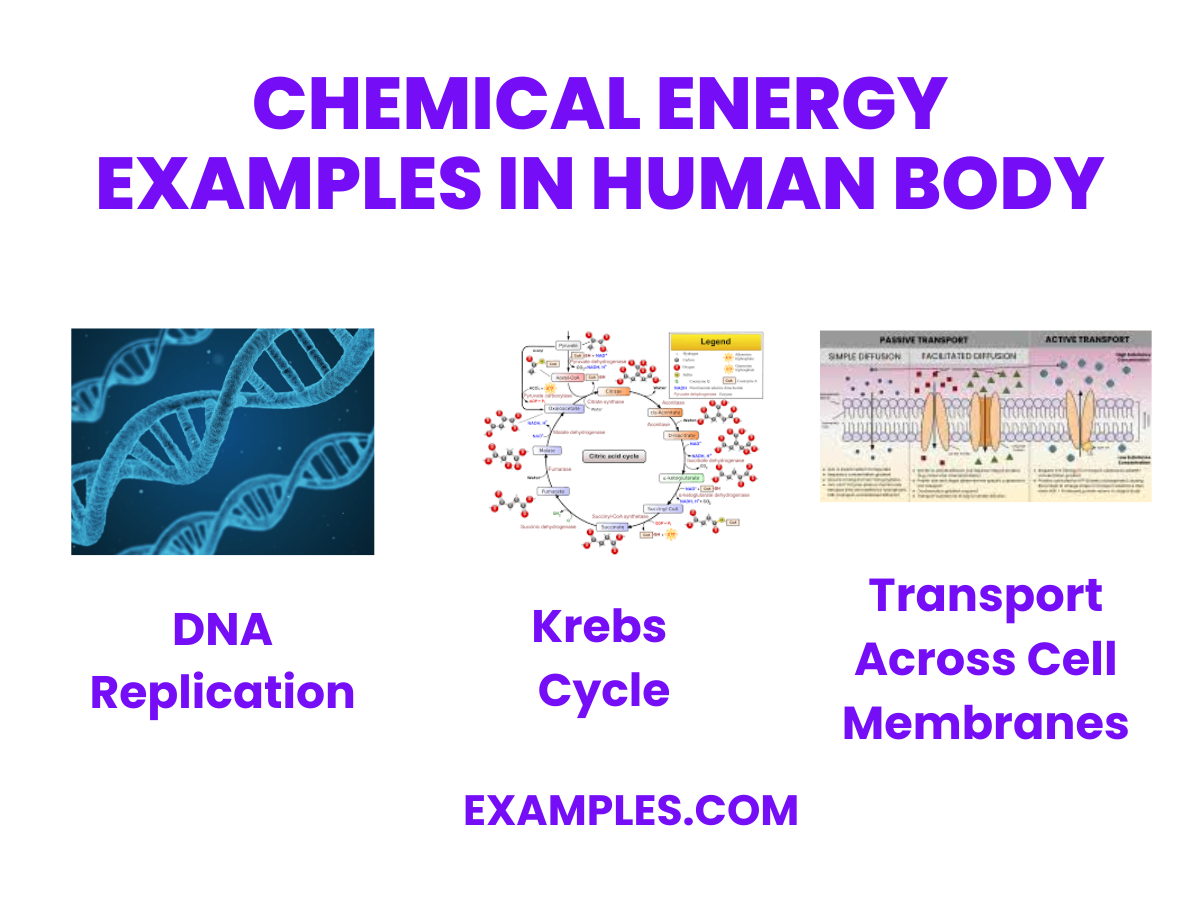 chemical energy examples in human body