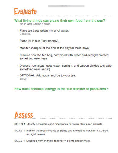 chemical energy and food chain