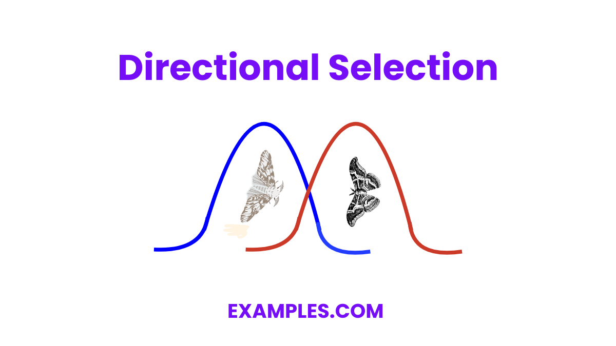 directional selections