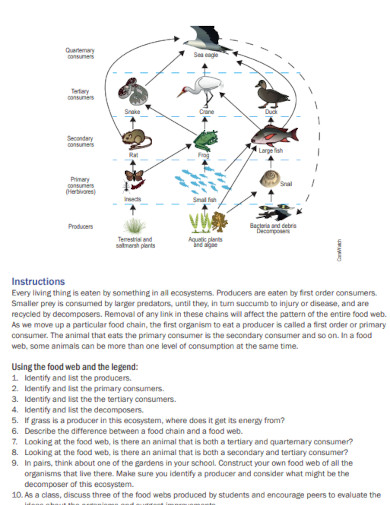 introduction to food webs