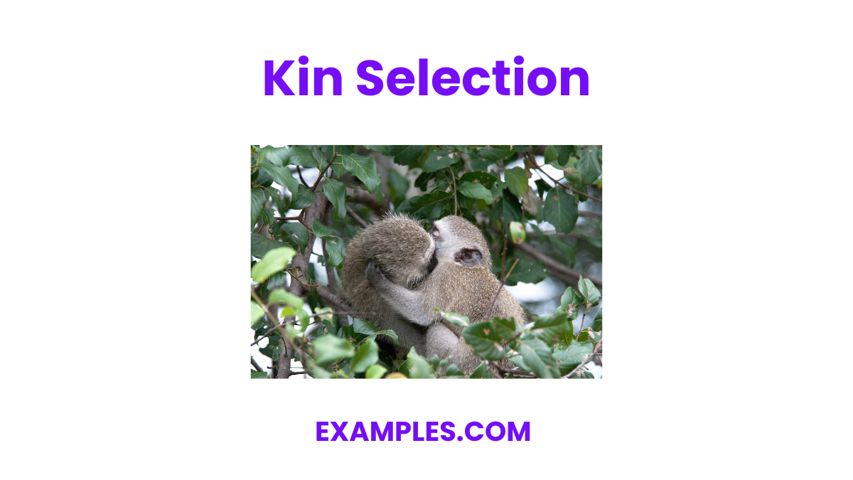 kin selection