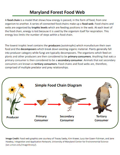 maryland forest food web