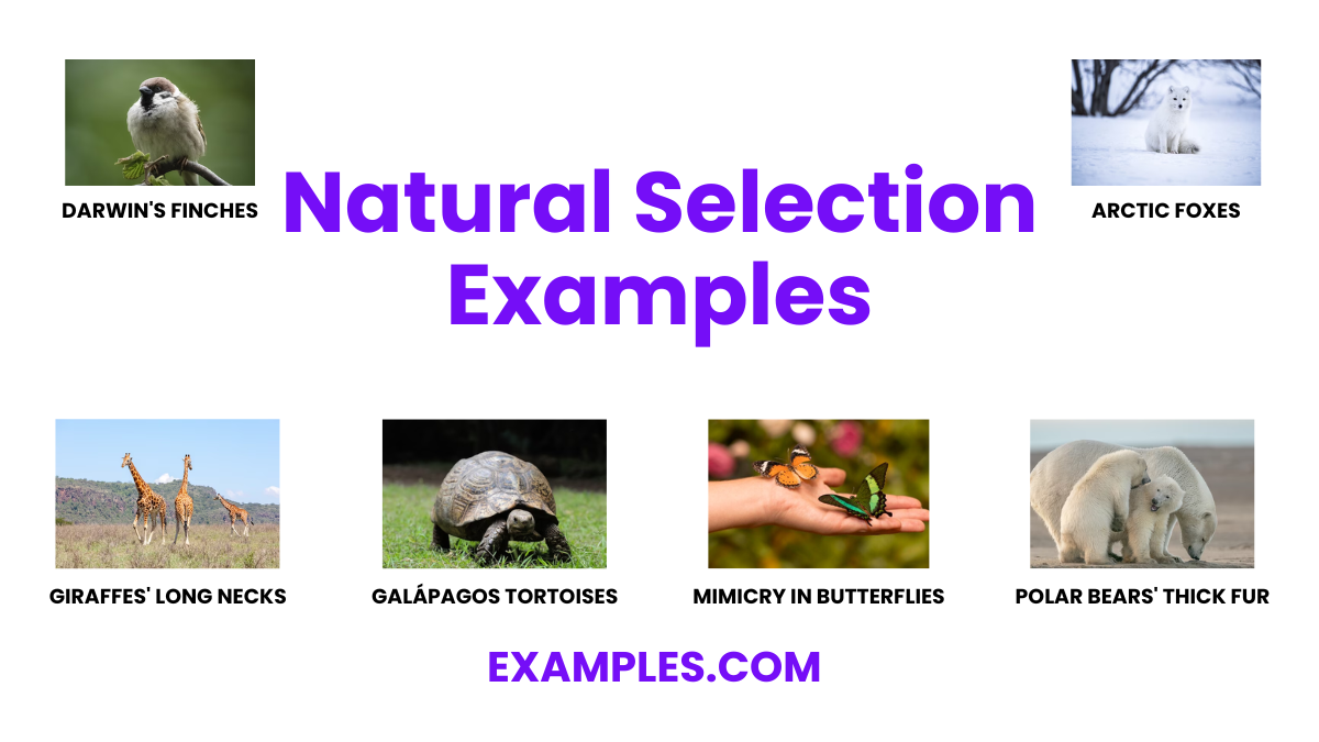 natural selection examples
