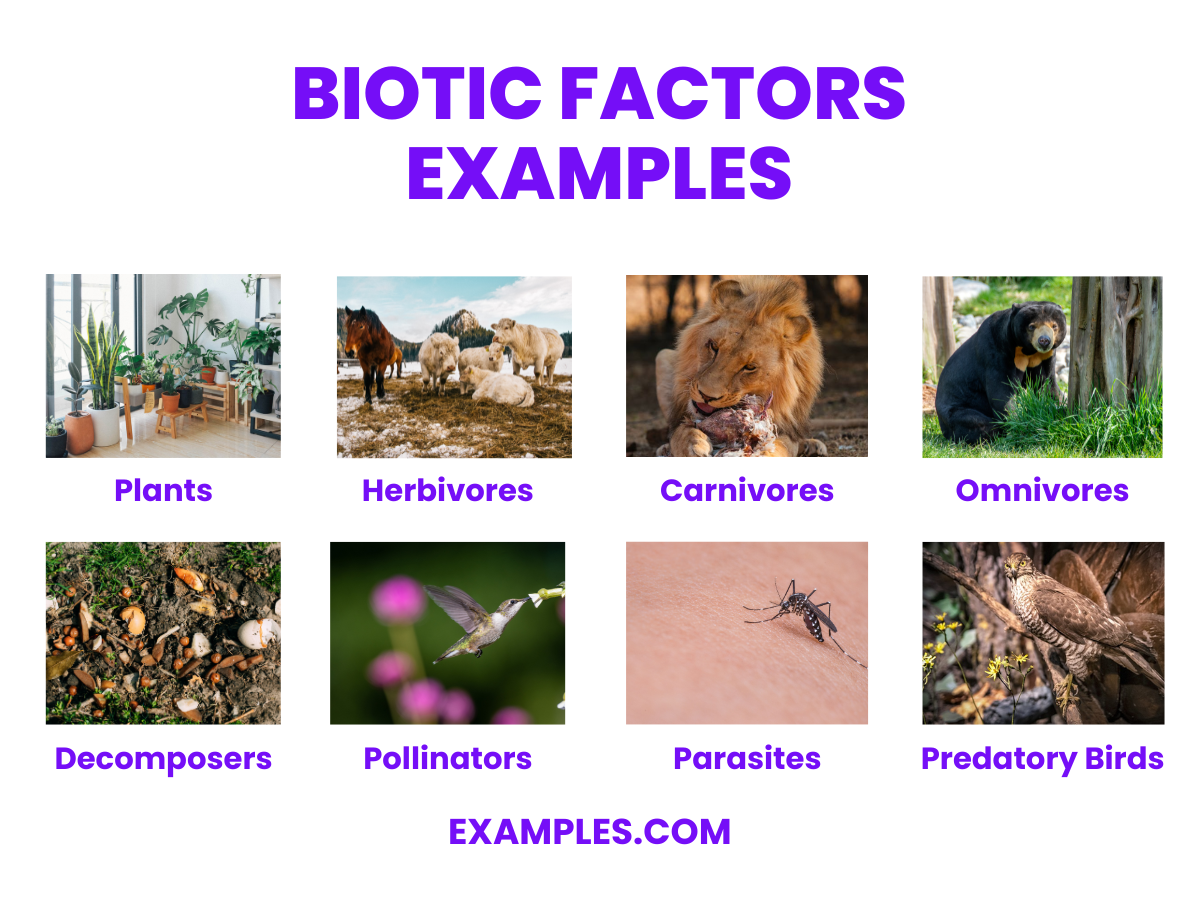Biotic Factors Examples, PDF, How to Identify
