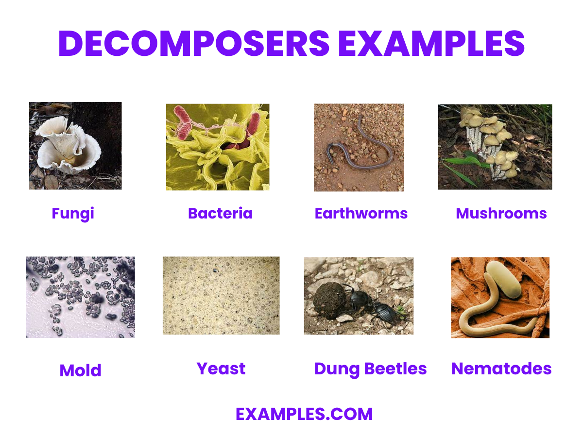 decomposers examples