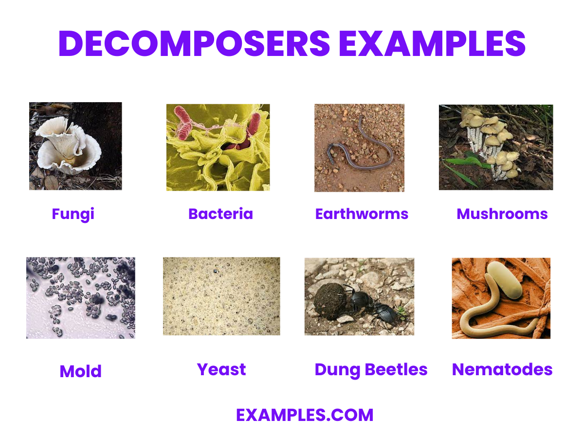 Examples, Decomposers - Types, Functions, PDF, How to Create