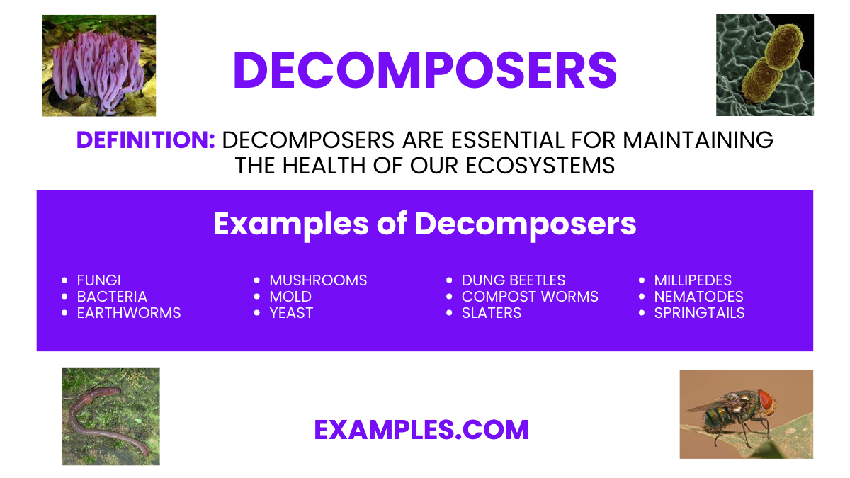 Decomposers Image