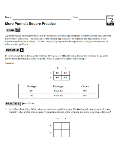 more punnett square practice