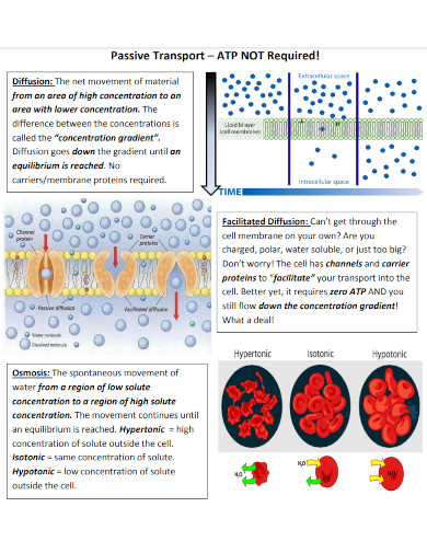 passive-transport-practice-2015