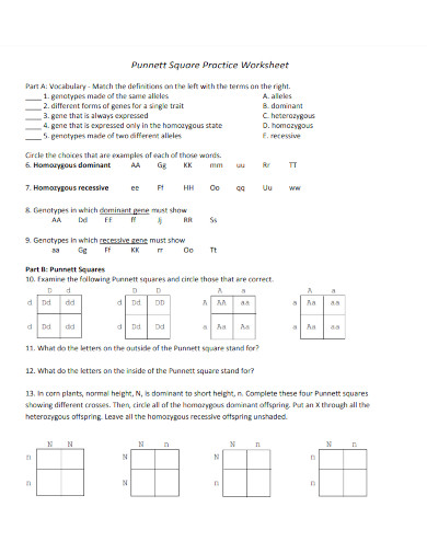 punnett square practice worksheet