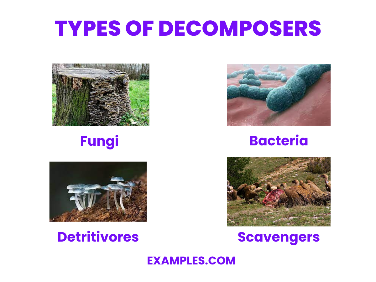 types of decomposers