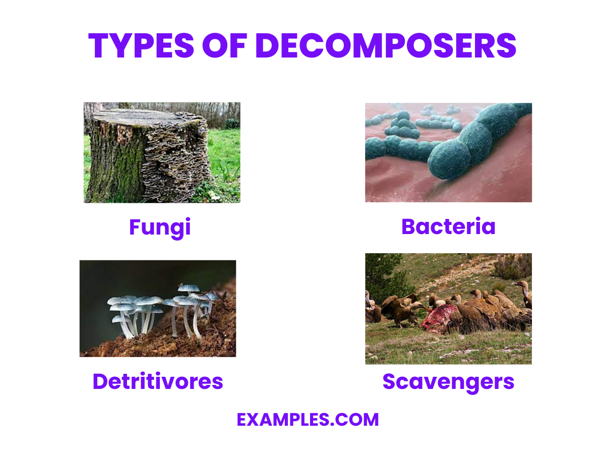 decomposers-examples-how-to-create-pdf