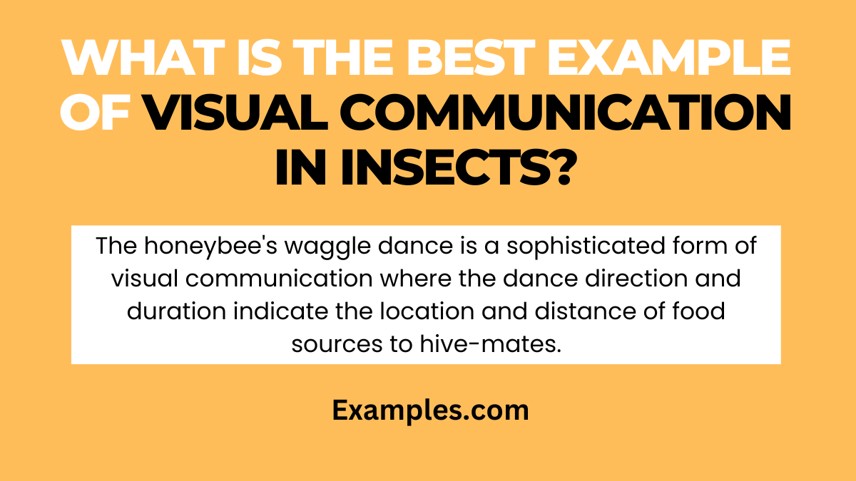 what is the best example of visual communication in insects